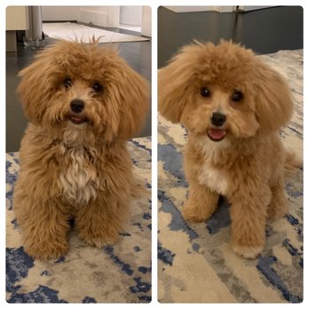 The Seaport Paw - Before & After - Pet Groomers Near Me - New York, New York