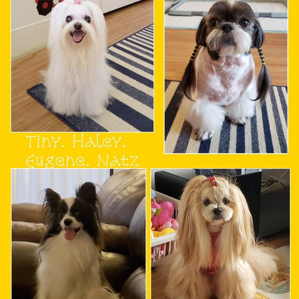 Hawaii Kai Veterinary Clinic - My four kids love Dr. Ong! - Veterinarians Near Me - Honolulu, Hawaii Hawaii Kai Veterinary Clinic - My four kids love Dr. Ong! - Veterinarians Near Me - Honolulu, Hawaii