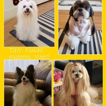 Hawaii Kai Veterinary Clinic - My four kids love Dr. Ong! - Veterinarians Near Me - Honolulu, Hawaii Hawaii Kai Veterinary Clinic - My four kids love Dr. Ong! - Veterinarians Near Me - Honolulu, Hawaii