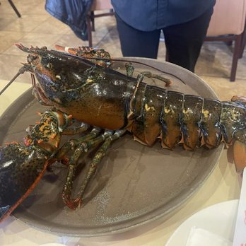 Capital Seafood Restaurant - Our 3.5 lb lobster - Chinese Near Me - Las Vegas, Nevada Capital Seafood Restaurant - Our 3.5 lb lobster - Chinese Near Me - Las Vegas, Nevada