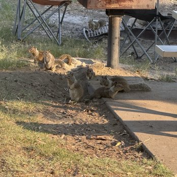 Kern River Campground - Adorable fat squirrels - Campgrounds Near Me - Bakersfield, California