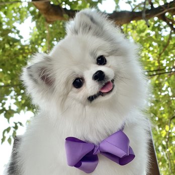 Doggie Designs - Groomed by Nicole - Pet Groomers Near Me - Vacaville, California