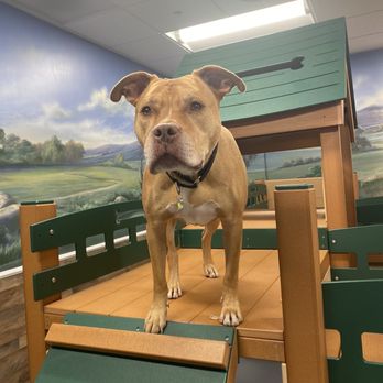 Pawtriotic Pet Hotel - Pet Training Near Me - Murrieta, California Pawtriotic Pet Hotel - Pet Training Near Me - Murrieta, California