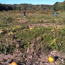 Schartner Farms - Pumpkin Patch