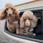 Photo of Family Affair Standard Poodles