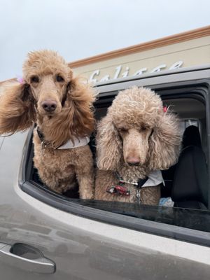 FAMILY AFFAIR STANDARD POODLES - Updated May 2026 - 43 Photos & 25