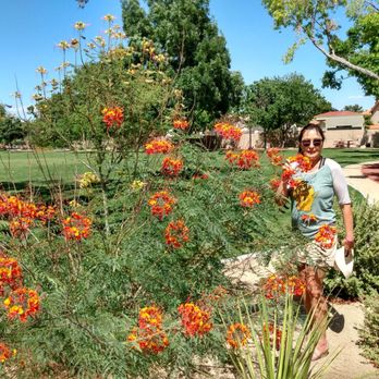 Bob Baskin Park - Wonderful blooms! - Parks Near Me - Las Vegas, Nevada