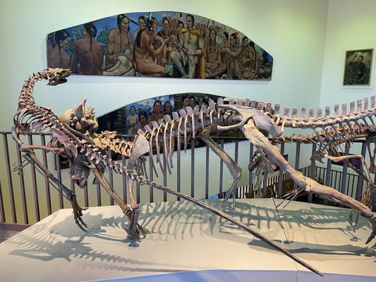 Neville Public Museum by null