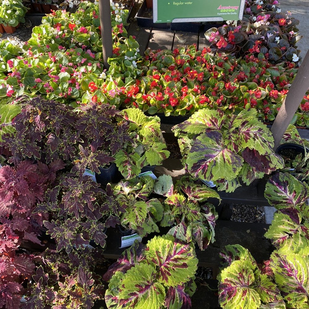 Armstrong Garden Centers - Nurseries & Gardening Near Me - Thousand Oaks, California Armstrong Garden Centers - Nurseries & Gardening Near Me - Thousand Oaks, California