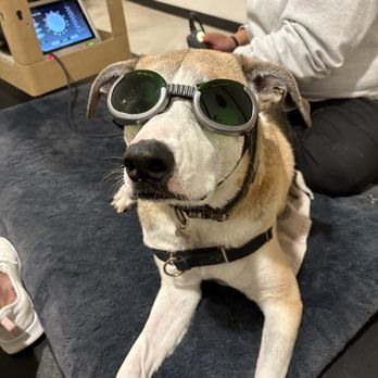 Animals Only - Veterinarians Near Me - San Diego, California