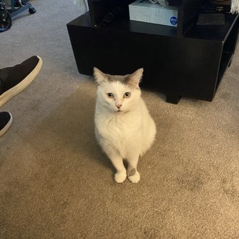 MexiVet Express - Wally - Veterinarians Near Me