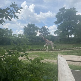 Indianapolis Zoo - Giraffe walking! - Zoos Near Me - Indianapolis, Indiana Indianapolis Zoo - Giraffe walking! - Zoos Near Me - Indianapolis, Indiana