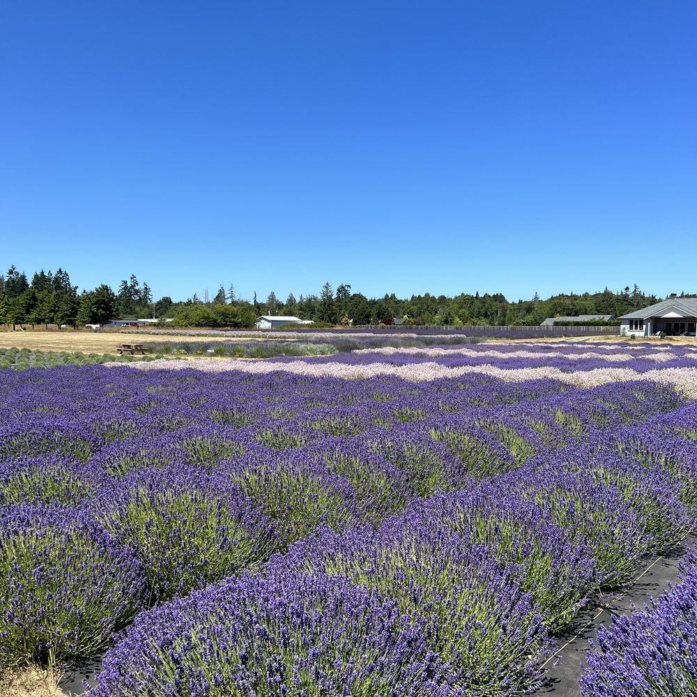 B & B Family Farm - Lavender field - Walking Tours Near Me - Sequim, Washington B & B Family Farm - Lavender field - Walking Tours Near Me - Sequim, Washington