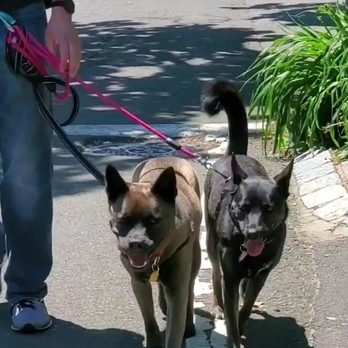 Dog Trainer Andrew DeMott - Pet Training Near Me Dog Trainer Andrew DeMott - Pet Training Near Me