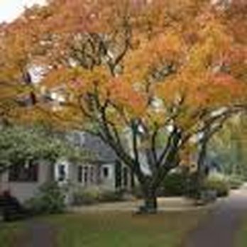 Nick's Tree Service - Tree Services Near Me - Patterson, New York Nick's Tree Service - Tree Services Near Me - Patterson, New York