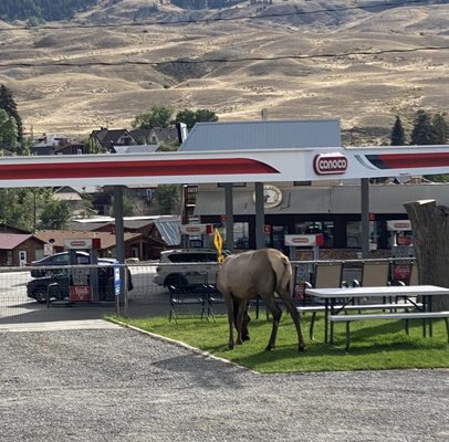 Hillcrest Cottages by null