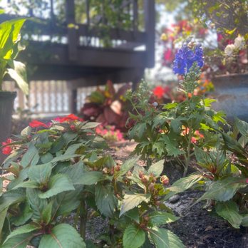 Green Thumb Nursery - Shade selection - Nurseries & Gardening Near Me - Tampa, Florida