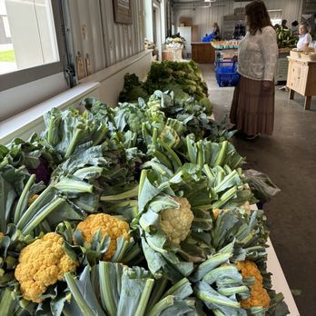 Halsey Farm Store - Cauliflower Broccoli Cabbage - Farmers Market Near Me - Water Mill, New York Halsey Farm Store - Cauliflower Broccoli Cabbage - Farmers Market Near Me - Water Mill, New York