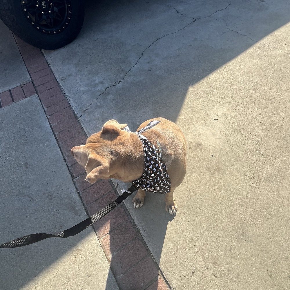 That's So Fetch - Pet Groomers Near Me - Montclair, California That's So Fetch - Pet Groomers Near Me - Montclair, California