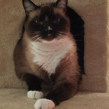 Suzi's TLC Petsitting - This is Rylee in his condo - Pet Sitting Near Me Suzi's TLC Petsitting - This is Rylee in his condo - Pet Sitting Near Me