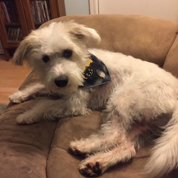 paw printz mobile pet styling