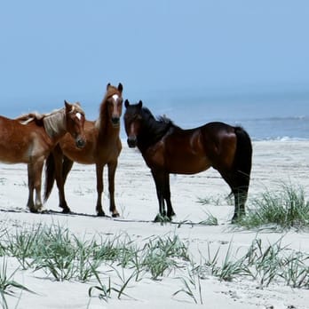 Outer Banks Photography - Event Photography Near Me - Corolla, North Carolina