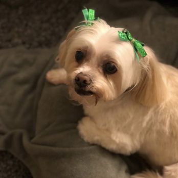 PetSmart Grooming - St Patrick's bows - Pet Training Near Me - Cincinnati, Ohio PetSmart Grooming - St Patrick's bows - Pet Training Near Me - Cincinnati, Ohio