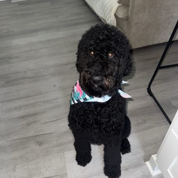 All Tails R Waggin - Pet Training Near Me - Pataskala, Ohio