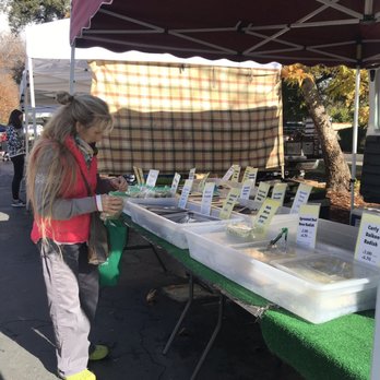 Ojai Farmers' Market - Fruits & Veggies Near Me - Ojai, California Ojai Farmers' Market - Fruits & Veggies Near Me - Ojai, California