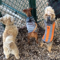 Jackson Heights Canine Recreation Wonderland - Chase, Chandler, and Humphrey