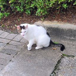 Kitty  08-19-2022