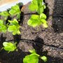 Photo of San Diego Edible Gardens