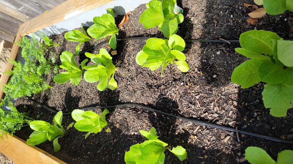 SAN DIEGO EDIBLE GARDENS Updated October 2024 23 Photos Escondido