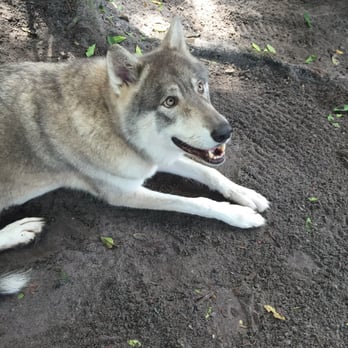 Shy Wolf Sanctuary Education & Experience Center - Animal Shelters Near Me Shy Wolf Sanctuary Education & Experience Center - Animal Shelters Near Me