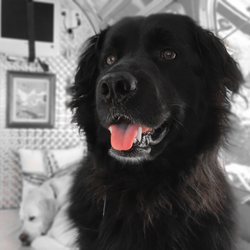 Jules Royalty Pet Care - I love my walks with Jules.