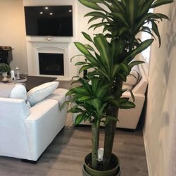 Kimberly's Indoor Plants
