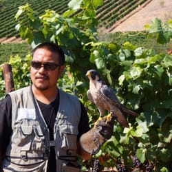 @LaetitiaVineyard #Falcons