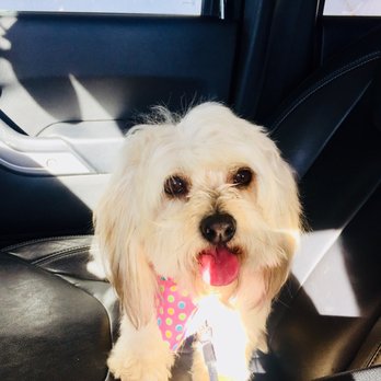 Pampered Pooch Pet Grooming - Pet Groomers Near Me - Fontana, California Pampered Pooch Pet Grooming - Pet Groomers Near Me - Fontana, California
