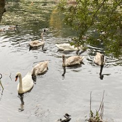Jenney Pond Park - The Picture Perfect New England Fall Foliage with Wildlife in the water @ Jenney Pond Park in Plymouth MA. Fall of 2020