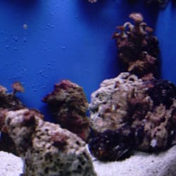 Zee Aquarium - Unter Wasser