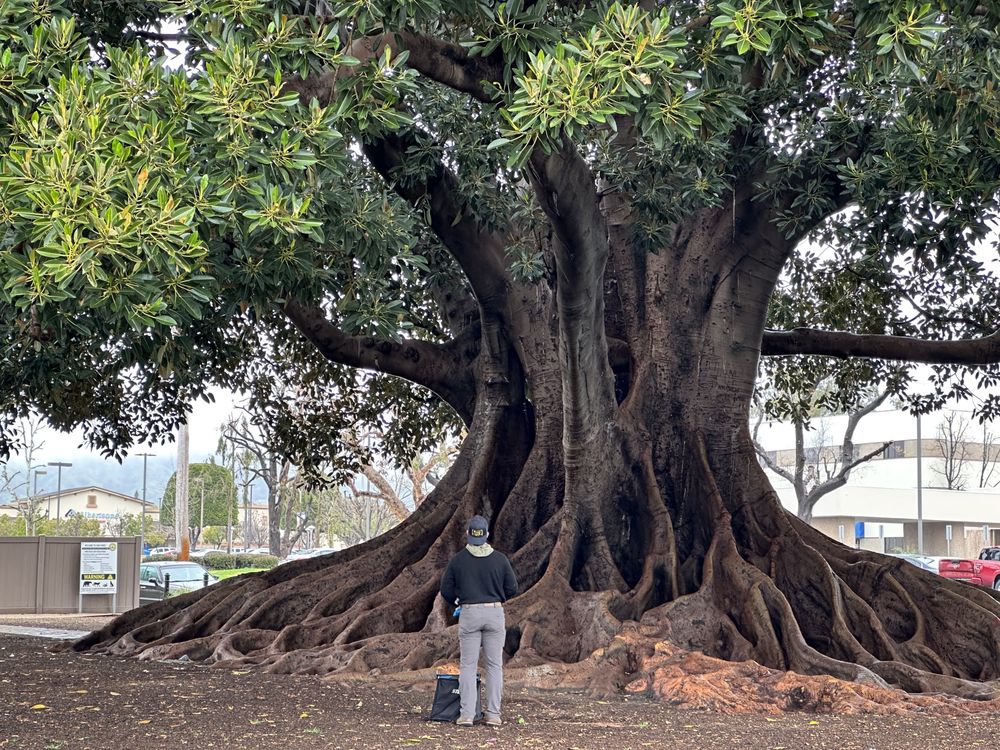 TreeCareLA - tree service in Los Angeles, CA