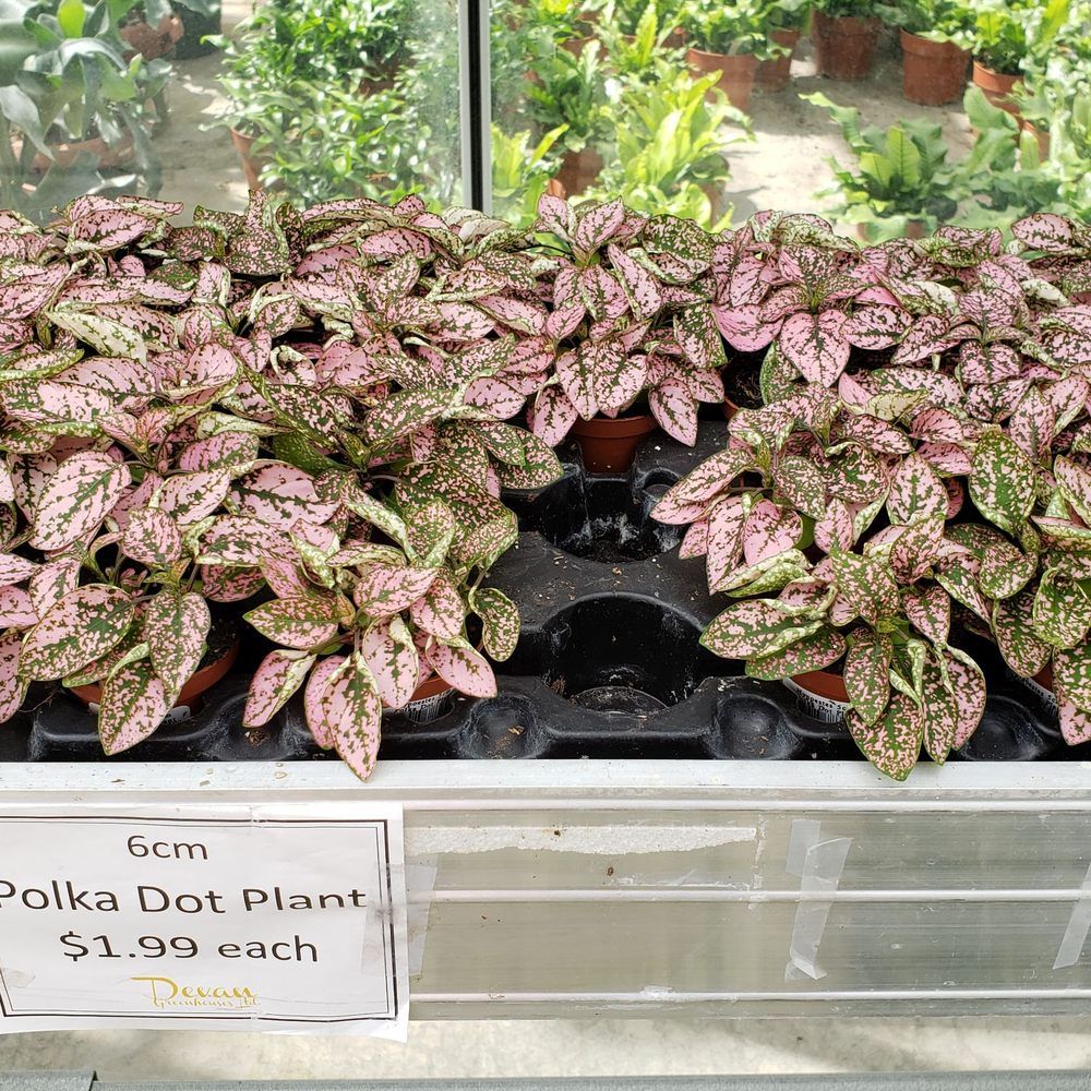 Devan Greenhouses - Nurseries & Gardening Near Me - Abbotsford, British Columbia