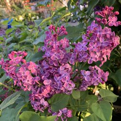 Flowercraft Garden Center - Pocahontas Canadian Lilac