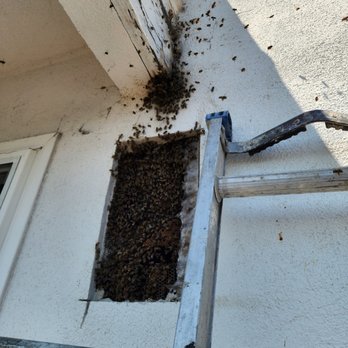 The Bees Knees - Pest Control Near Me - Kagel Canyon, California The Bees Knees - Pest Control Near Me - Kagel Canyon, California