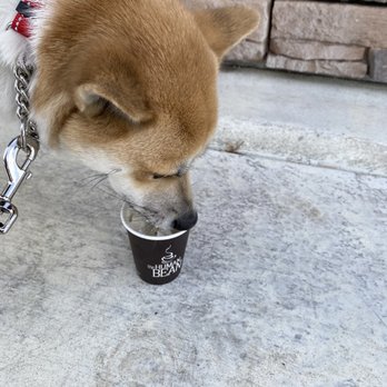 The Human Bean - Kobi loved his treat !! - Coffee & Tea Near Me - Sparks, Nevada