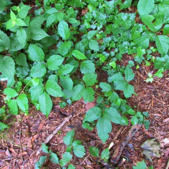 Phenix-Harris River Walk - A lot of poison ivy - Hiking Near Me - West Warwick, Rhode Island Phenix-Harris River Walk - A lot of poison ivy - Hiking Near Me - West Warwick, Rhode Island