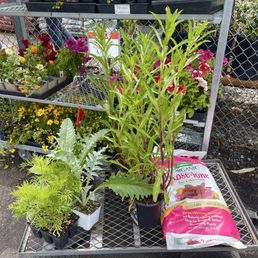 Left right: cosmos, artichokes, Shasta daisies, rose fertilizer.. there's also cat mint hidden in the back Left right: cosmos, artichokes, Shasta daisies, rose fertilizer.. there's also cat mint hidden in the back
