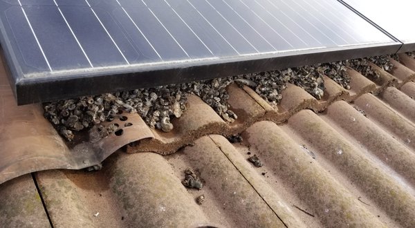 Pigeon Proofing Solar - We'll install this for you at anytime!