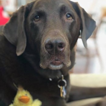 Veterinary Specialty Center - Thank you to Veterinary Specialty Clinic for taking such good care of me! - Veterinarians Near Me - Bannockburn, Illinois Veterinary Specialty Center - Thank you to Veterinary Specialty Clinic for taking such good care of me! - Veterinarians Near Me - Bannockburn, Illinois