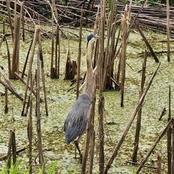 Savannah National Wildlife Refuge - Great blue heron